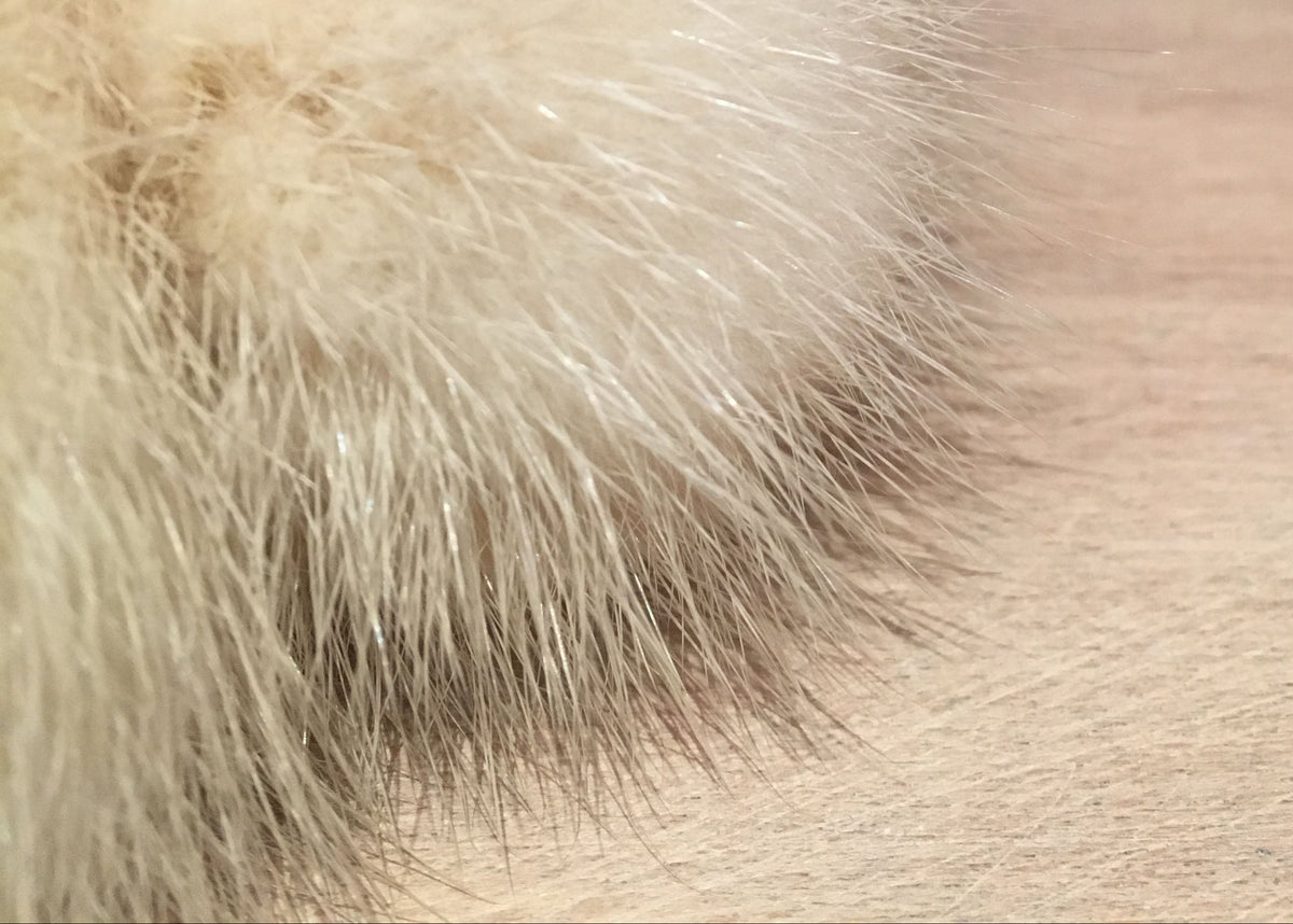 A close-up of a fluffy cream-colored mink fur pom-pom accessory resting on a light wood surface with a blurred brick wall in the background.